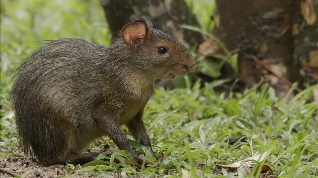 Young Cutia (Brazilian animal) eating fruits in the grass.