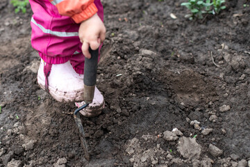 small child in garden digs beds for planting plants. Gardeners hands plant Vegetables in backyard. Eco farm. Growing plants concept