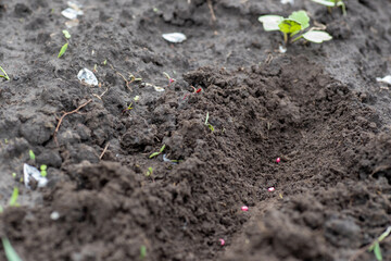 Radish seeds in ground. Black earth on beds. Planting radishes in open ground.