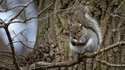 Naklejka na ściany i meble Gray Grey Squirrel (Sciurus carolinensis) sitting on a tree eating a nut