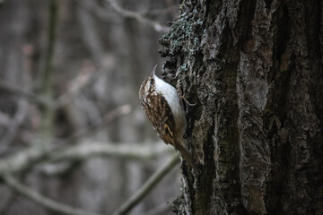 Common Treecreeper (Certhia familiaris) perched on a tree