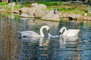 Two pieces white swans are playing on plastic back inside the pond.  © SKahraman