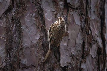 Common Treecreeper (Certhia familiaris) perched on a tree