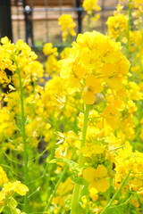 Obraz premium 菜の花 ガーデン 美しい かわいい ガーデン 明るい イエロー 満開 花 