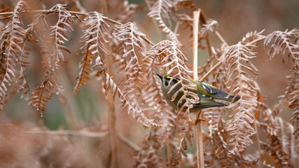 Gold Crest (Regulus regulus) hiding under a fern