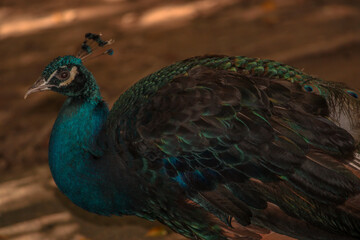 Obraz premium peacock with feathers out