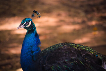 Obraz premium peacock with feathers