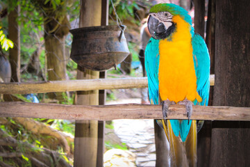 blue and yellow macaw