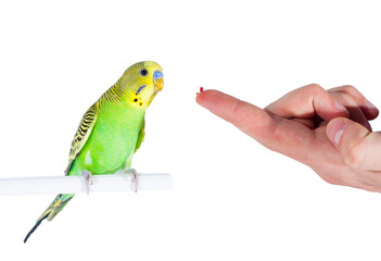 Shy green domestic budgie offered his favorite bar while standing on stick