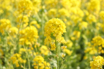 菜の花 菜花 黄色 美しい かわいい イエロー パステル  花 花畑 綺麗 鮮やか 優美