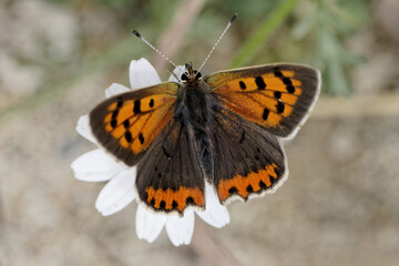 Lycaena Phlaeas, Small Copper, American Copper, Common Copper, European Butterfly