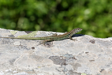 Padarcis tiliguerta, Tyrrhenian Wall Lizard (male)