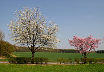  Blossoming cherry tree in spring