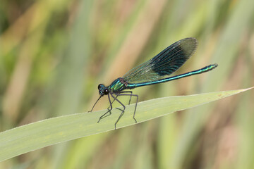Calopteryx Splendens, Banded Demoiselle, Male Dragonfly From Lower Saxony, Germany