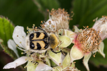 Trichius fasciatus, bee chafer, bee beetle from Lower Saxony, Germany