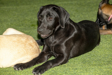 A Black Labrador puppy lying on the grass