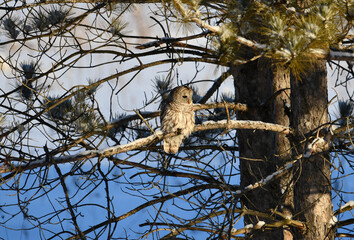 Winter scene of Barred Owl perched in tree along wind row of farmers field