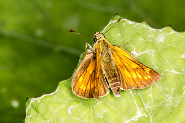 Ochlodes venatus (Ochlodes sylvanus), Large skipper butterfly from Lower Saxony, Germany