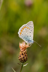 Fototapeta na wymiar Polyommatus icarus, Common Blue butterfly from Lower Saxony, Germany