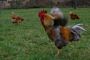 Brown Rooster With Brown Hen In The Meadow - Free Range