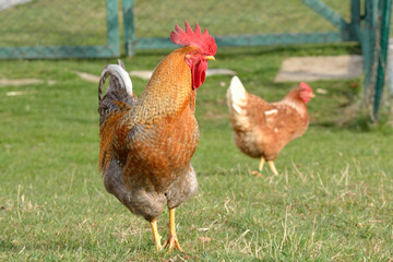 Naklejka na ściany i meble Brown Rooster With Brown Hen In The Meadow - Free Range