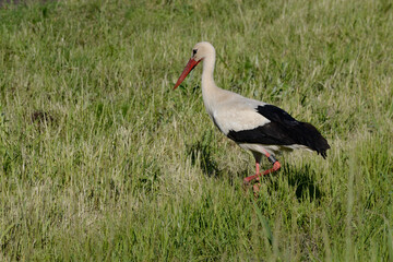 Stork Strutting Across The Meadow