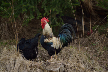 Black Hen And Colorful Rooster - Free Range