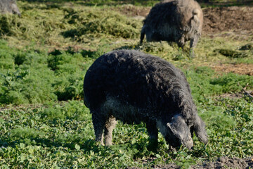 Woolly Pigs Are Kept As Livestock