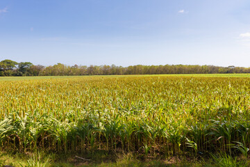 Panama Las Lomas, rice field
