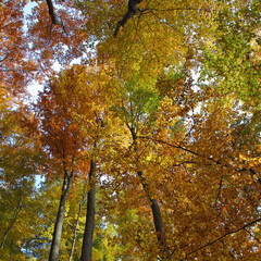 Canopy Of Leaves