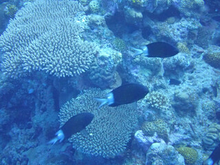 Fototapeta premium coral reef with fish