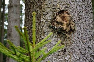 Resin On A Spruce Tree