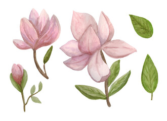 Set of cliparts with magnolia flowers. Elements are isolated on a white background. The illustration is drawn in watercolor by hand. Can be used to design postcards, invitations, illustrations.
