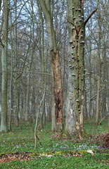 Obraz premium Deadwood