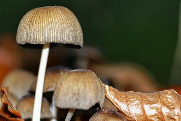 Mushroom