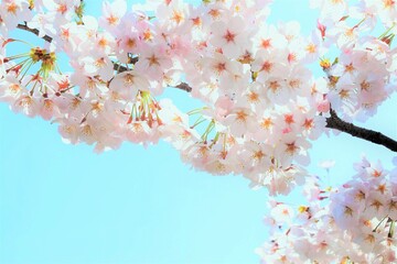 満開の桜と青空、クローズアップ、日本の春の風景