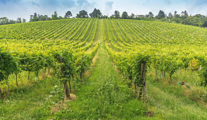 Fototapeta na wymiar Large Vineyard hill in the Western part of Vienna Austria