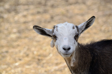 Domestic Goat Looking At The Camera - Close Up