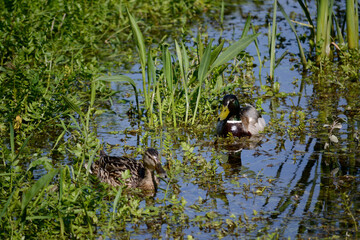 Pair Of Wild Ducks Swimming Between Aquatic Plants In The Pond