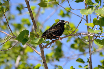 Star Bird Sits With Worm In Its Beak On A Tree