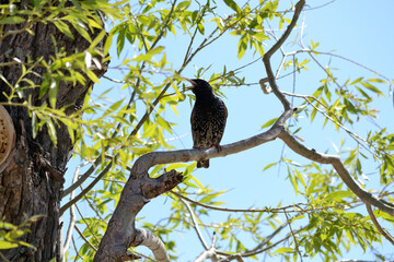 Star Bird Chirps From A Willow Tree