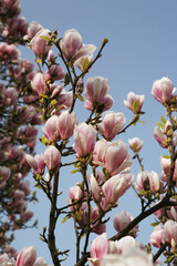 Blue Blooming Flowers Sky Magnolia Magnolia Magnolia Pink Flower Blooming