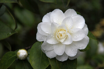 Camellia