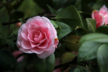 Camellia