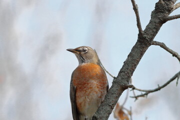 Robin Perched on a Branch