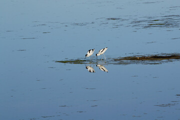 Two Facing Each Other Avocets Are Reflected In The Lake