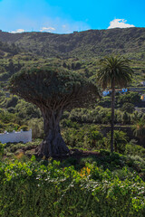 Icod De Los Vinos, Dragon Tree, Tenerife