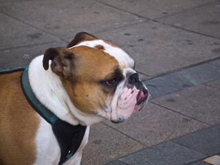 english bulldog