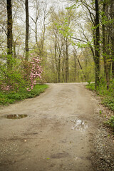 Spring flowers in bloom on a dirt road in the countryside.