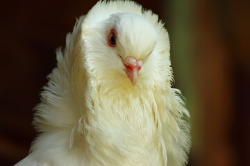 White Pigeon Close Up View